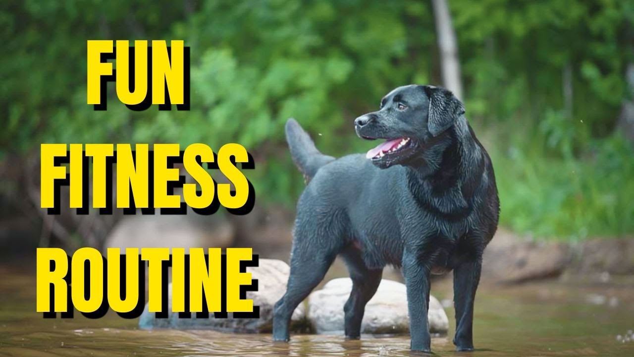 how to exercise your labrador retriever.