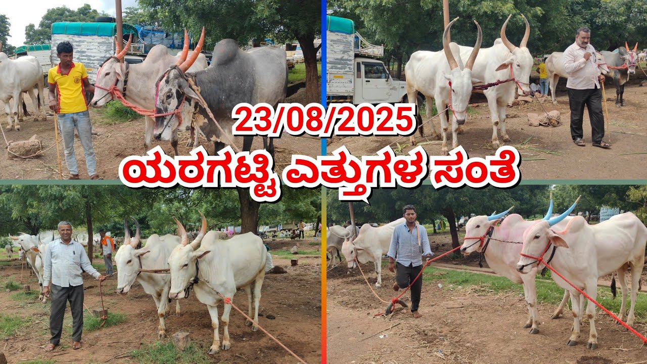  ಯರಗಟ್ಟಿ ಎತ್ತುಗಳ ಪೇಟೆ||Yaragatti Oxenmarket #bullsmarket #khilari #cattlesmarket #oxenmarkets 