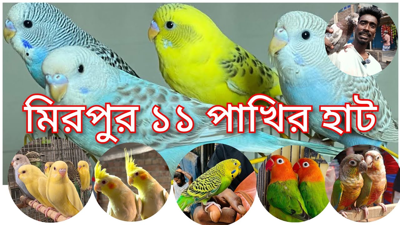 মিরপুর ১১পাখির ও কবুতর হাট Mirpur 11 pakhir hat