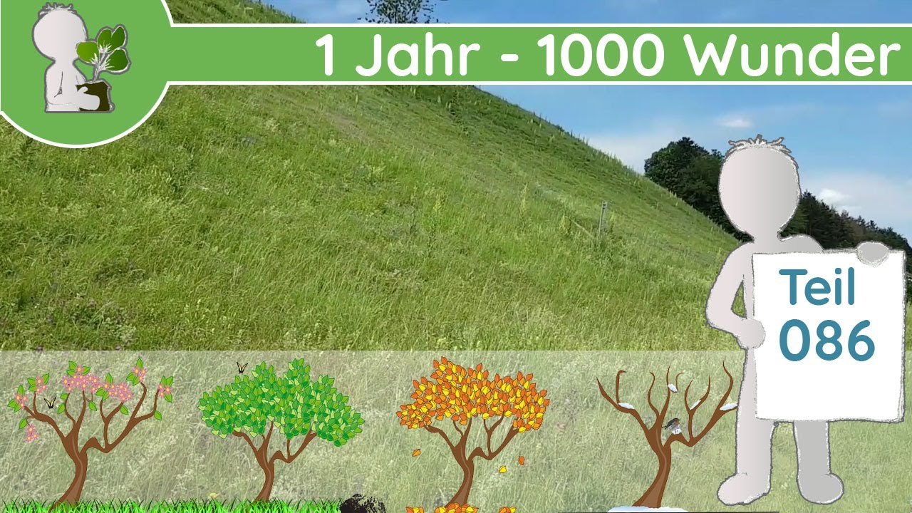 1 Jahr - 1000 Wunder 