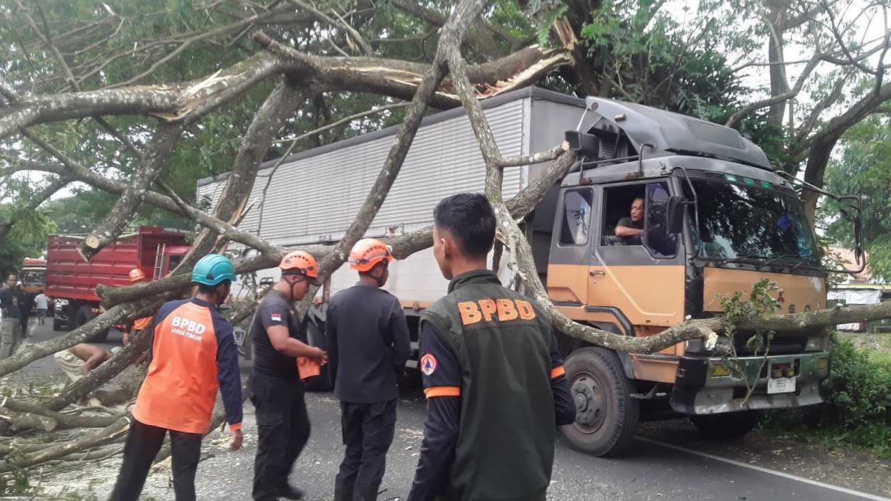truk tertimpa pohon di banyu putih lumajang 14 maret 2024 #anginkencang #videotopjana