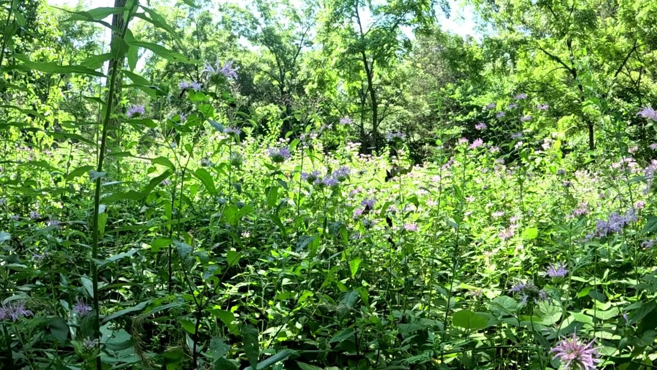 🪷🦋Relaxing scenery at Walnut Grove.. Butterflies [End of Summer]