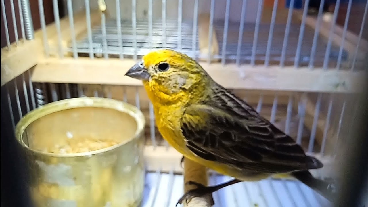 CACERÍA con mi CHIRIGUE 