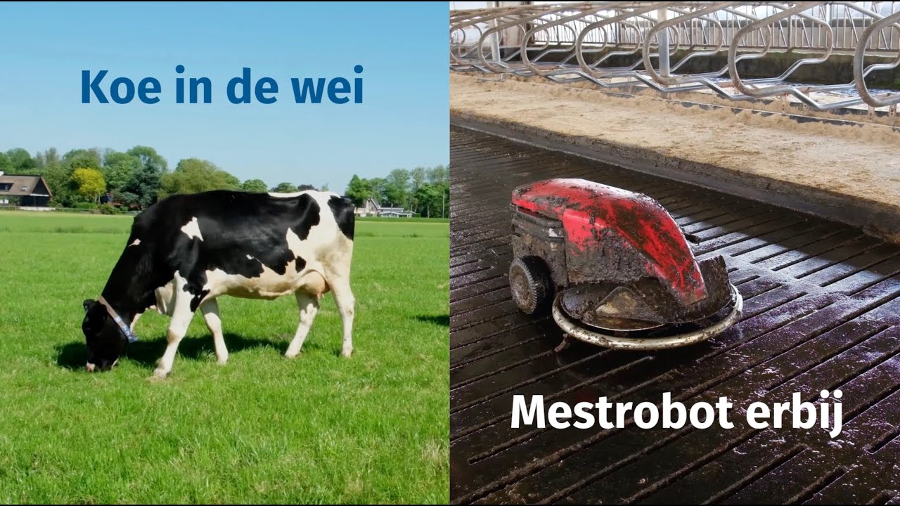 Koe in de wei, mestrobot erbij - Weidegang als oplossing voor minder methaan en ammoniak