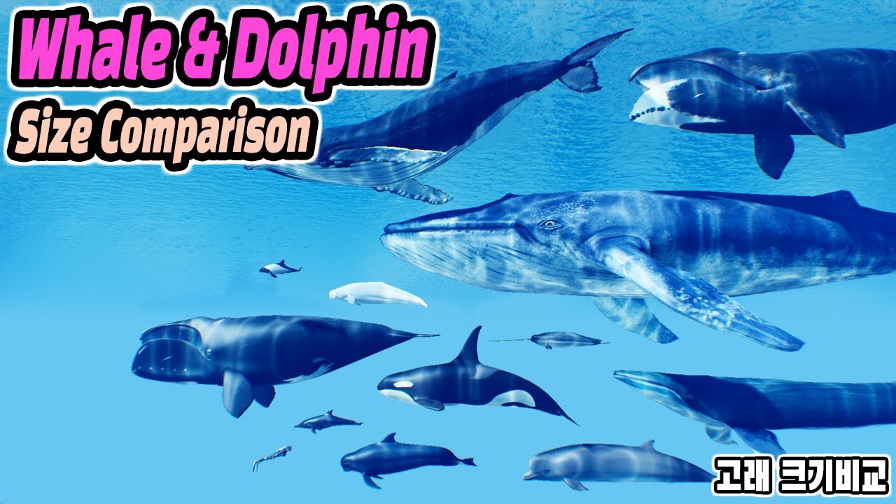 Whale Size Comparison (고래 크기비교) (feat. Whale & Dolphin)