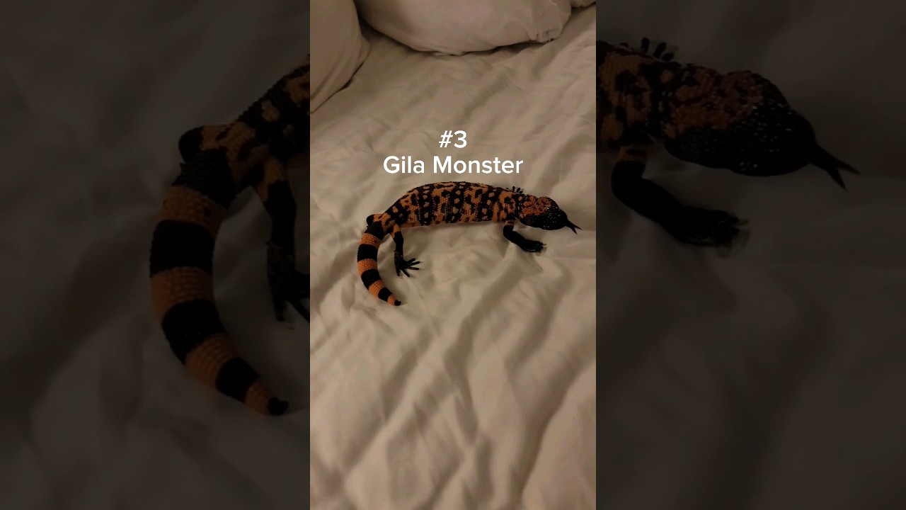 The friendliest lizards in my bedroom! #reptiles #pets #venomous #lizard #monitorlizard