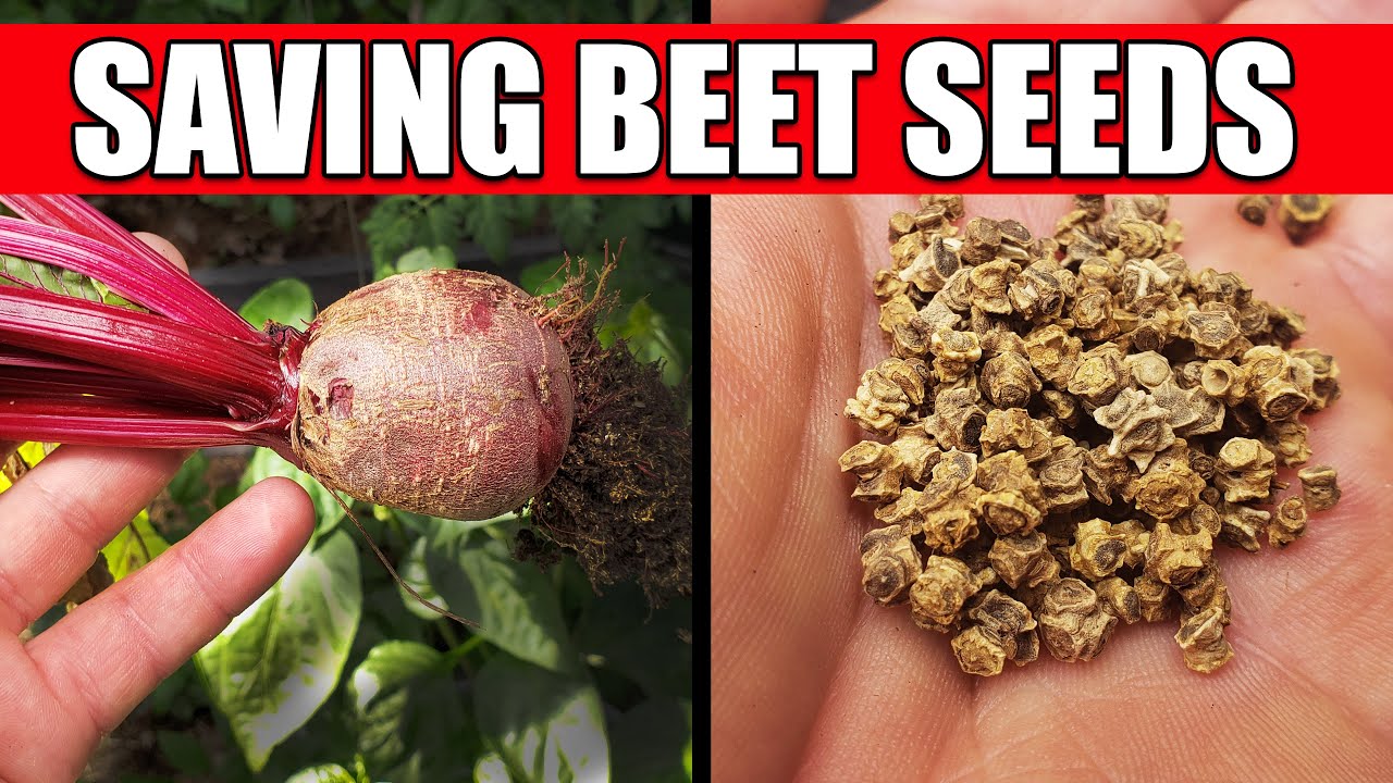 How To Collect And Save Beet Seeds