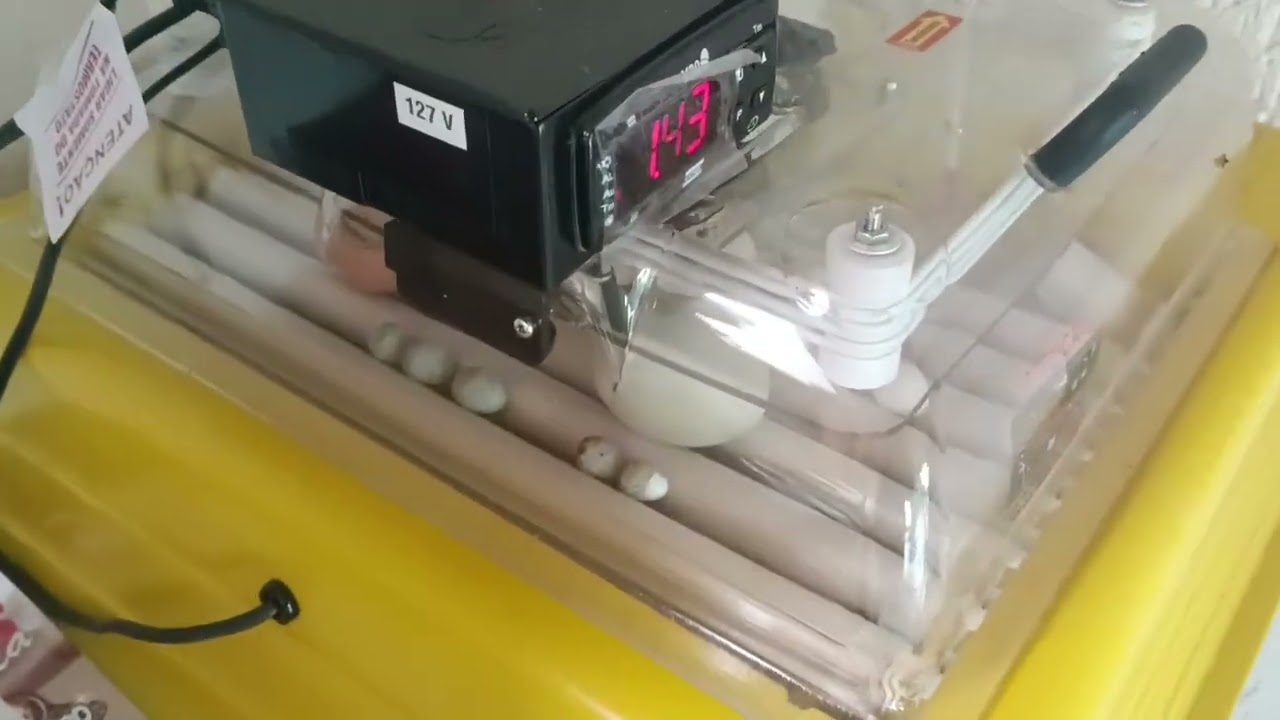 Como manejar sem perder os ovos galados.