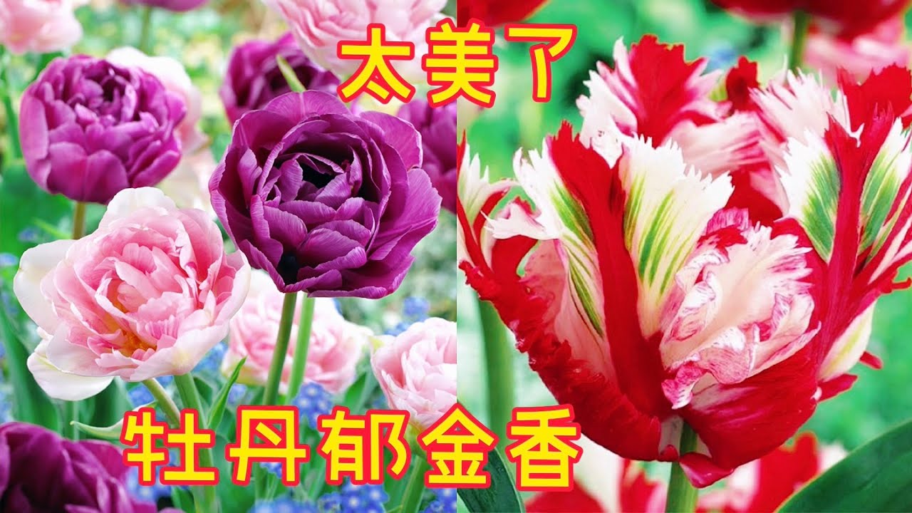 郁金香，这些品种zone 3到zone 8 都可以。【莎拉养花】