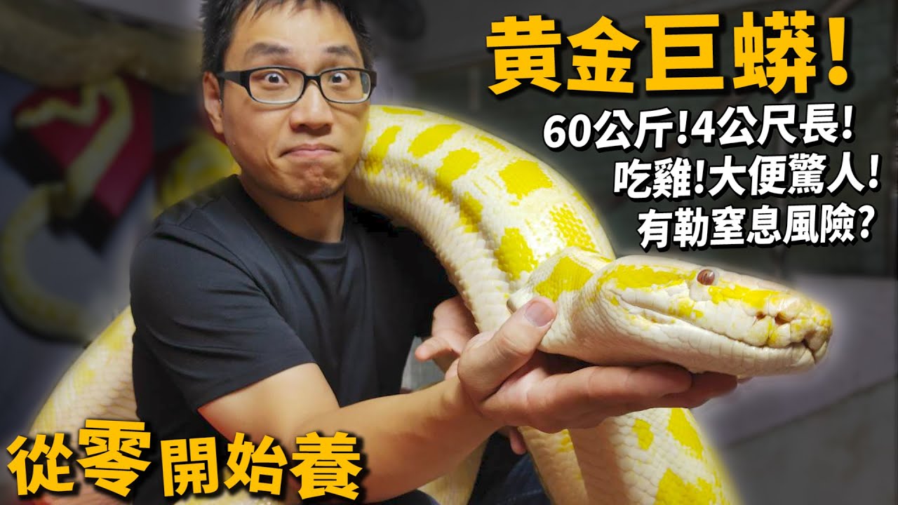 【從零開始養】黃金巨蟒!60公斤?大便吃雞很壯觀!?【許伯簡芝】