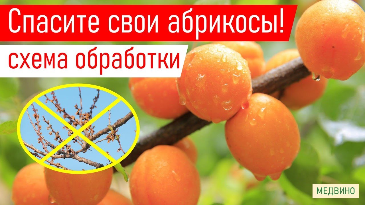АБРИКОС НЕ ЗАБОЛЕЕТ! Чем обработать: препараты, сроки, дозы,нюансы