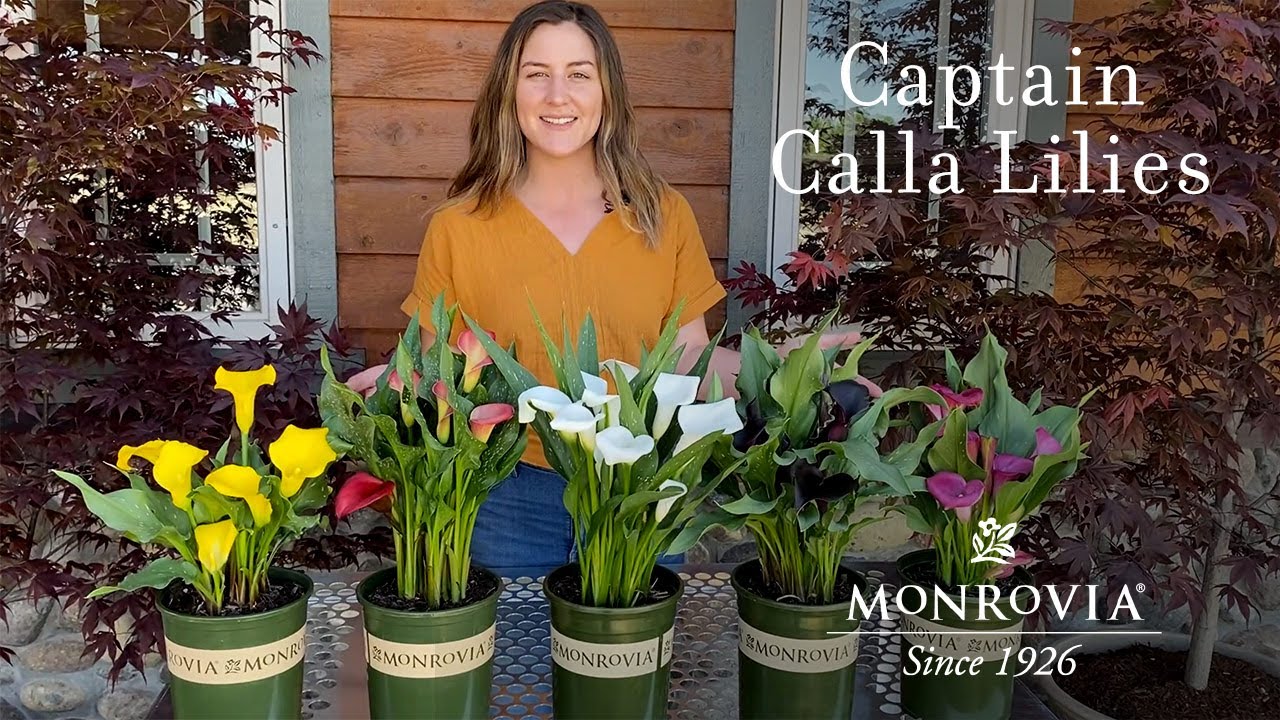 Monrovia | Captain Calla Lily Series