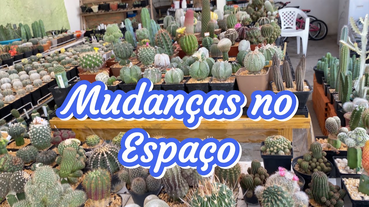 Mudanças na Organização do Espaço no meu cultivo de Cactos🌵
