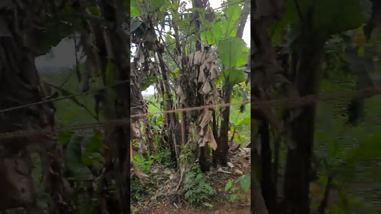 අක්කර 25 තේ ඉඩමක් කෝටි 12/0773869052