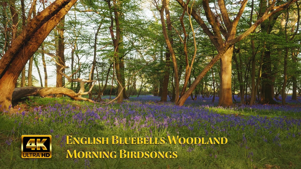 4K Ultra HD English Bluebell Woods   Birds Singing   Calming Nature Video & Sounds