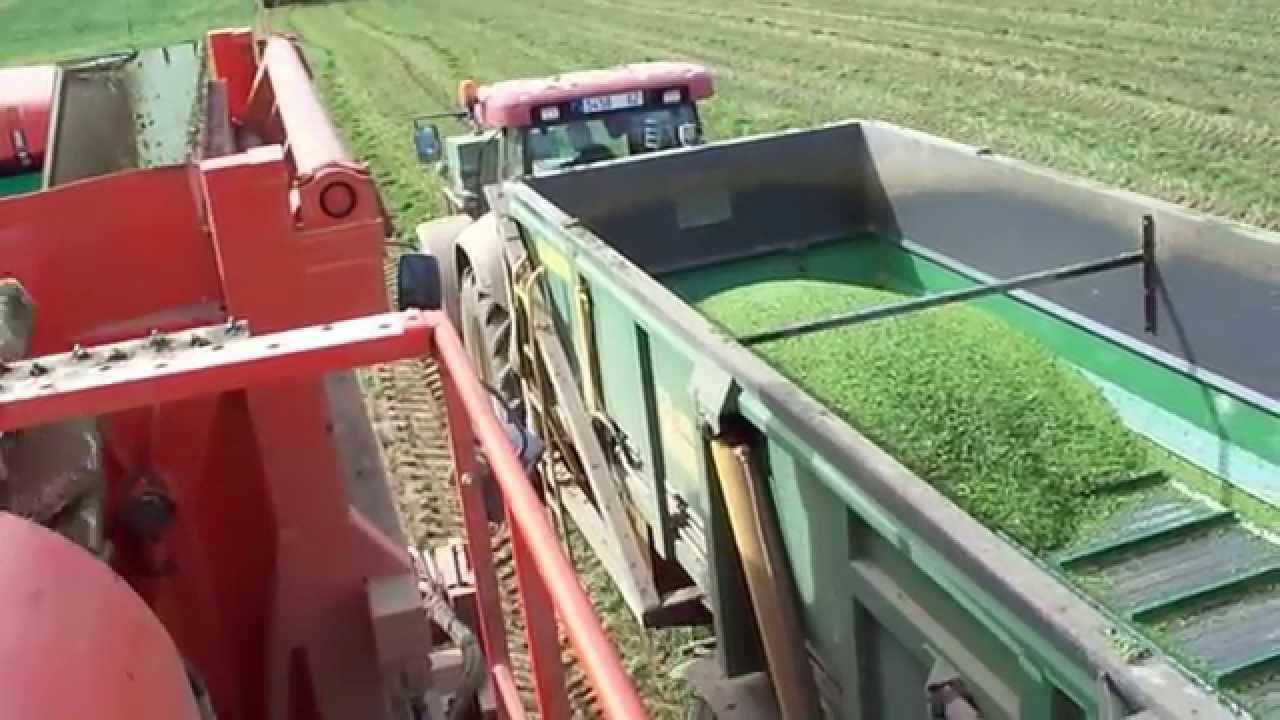 Récolte de petits pois ETA COUSIN