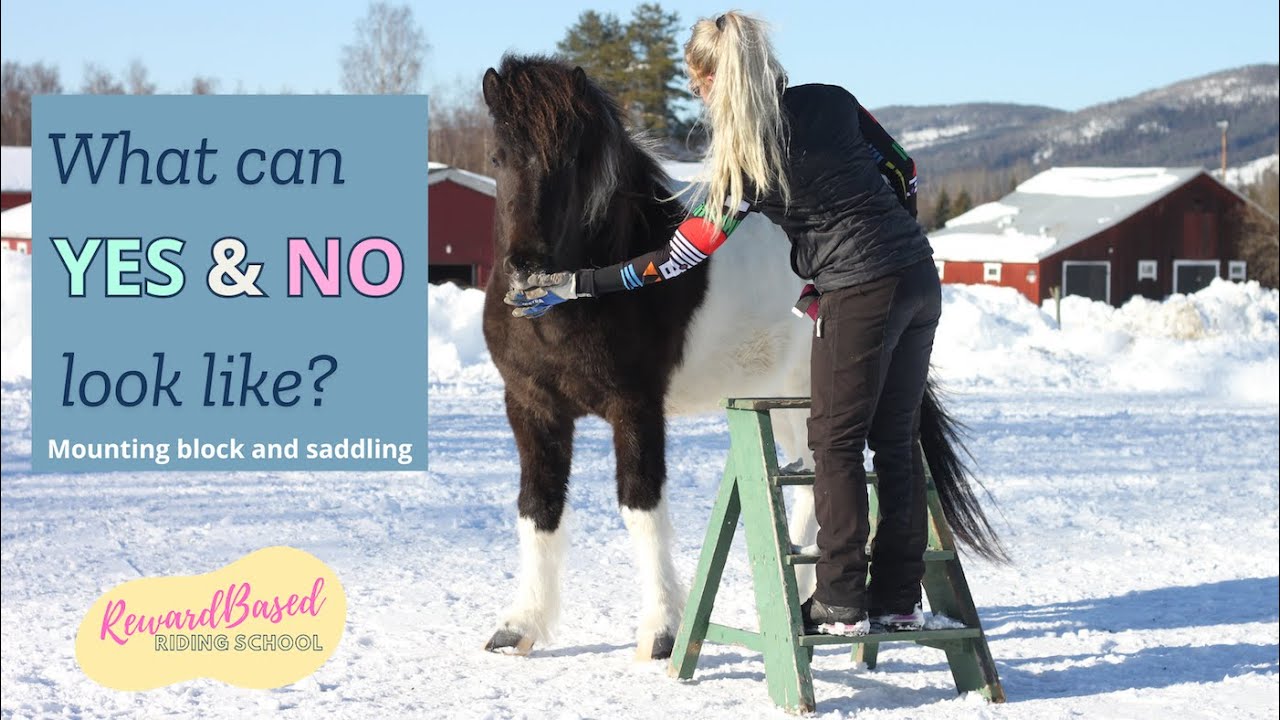 Horse saying no (and yes) to training