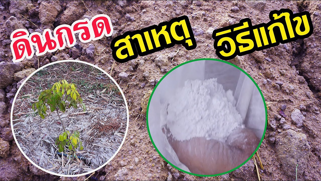 ดินกรดเกิดจากอะไร? มีวิธีแก้ไขแบบเร่งด่วนและยั่งยืนได้อย่างไร? มีคำตอบให้ครับ