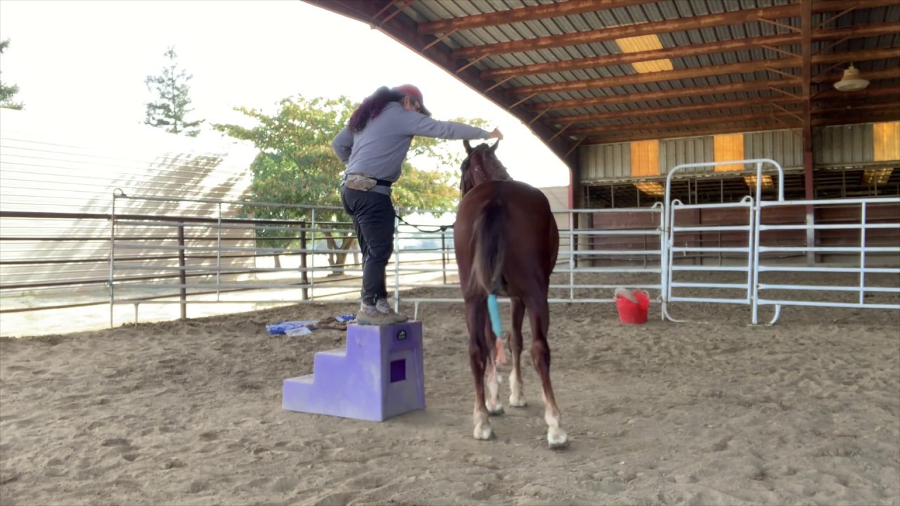 Player’s Choice Extreme Mustang Makeover Week 4 Update and how to train your horse to pick you up