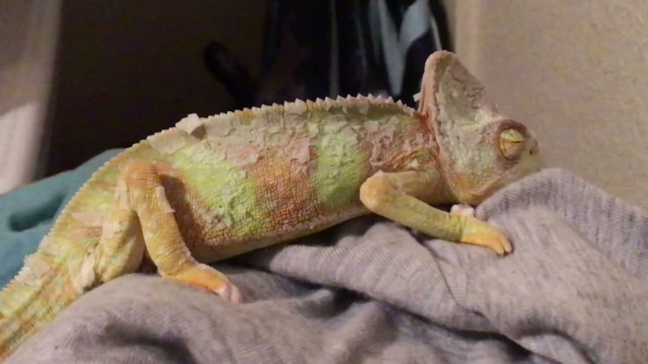 #TBT of CAMO THE CUTE BABY VEILED CHAMELEON: Sloth Camo