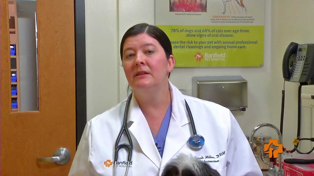 Banfield Pet Hospital - Heat Stroke In Your Pet