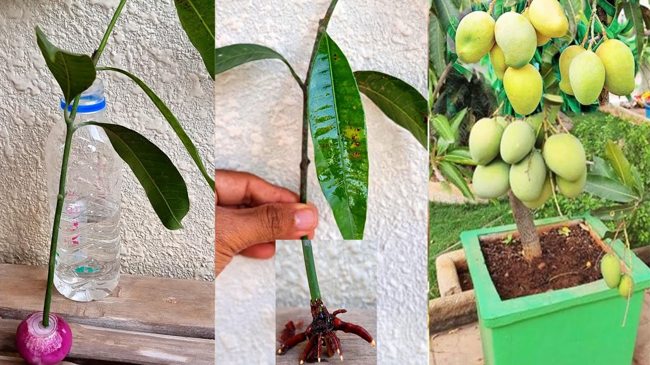 Newest Mango Growing Method  From Cutting :  No one Did It Before