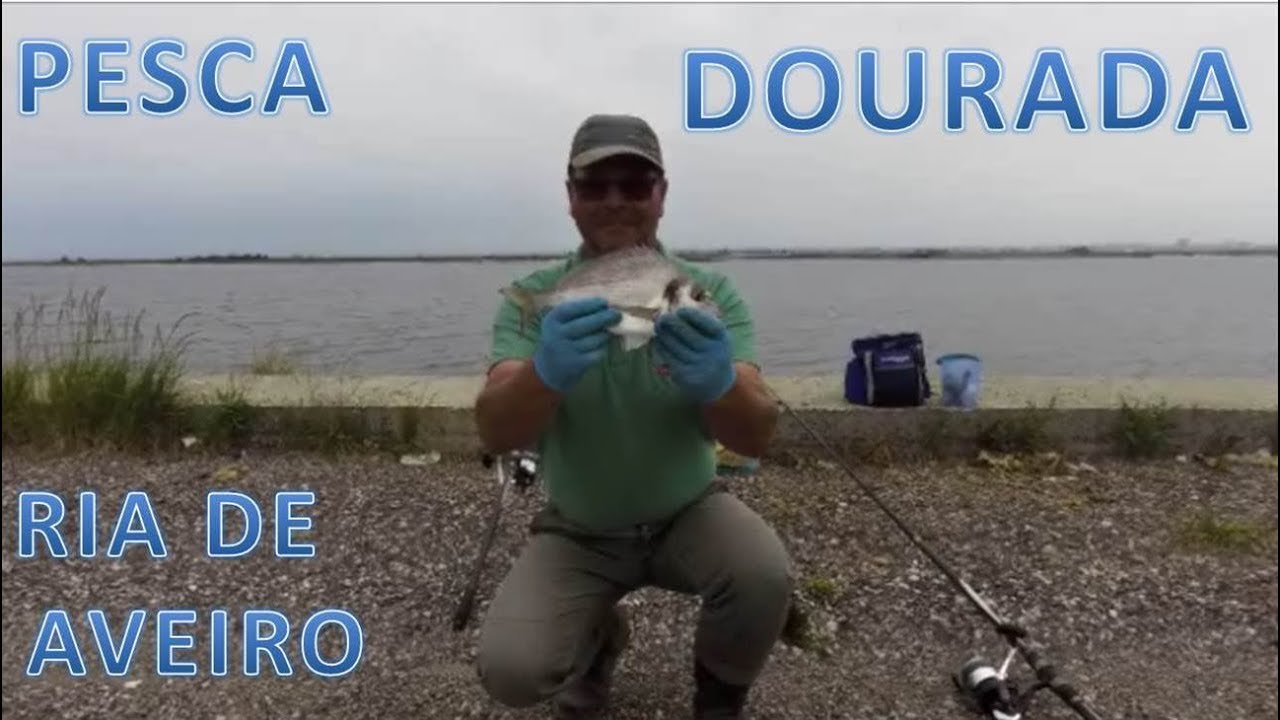 Pesca às Douradas na Ria de Aveiro