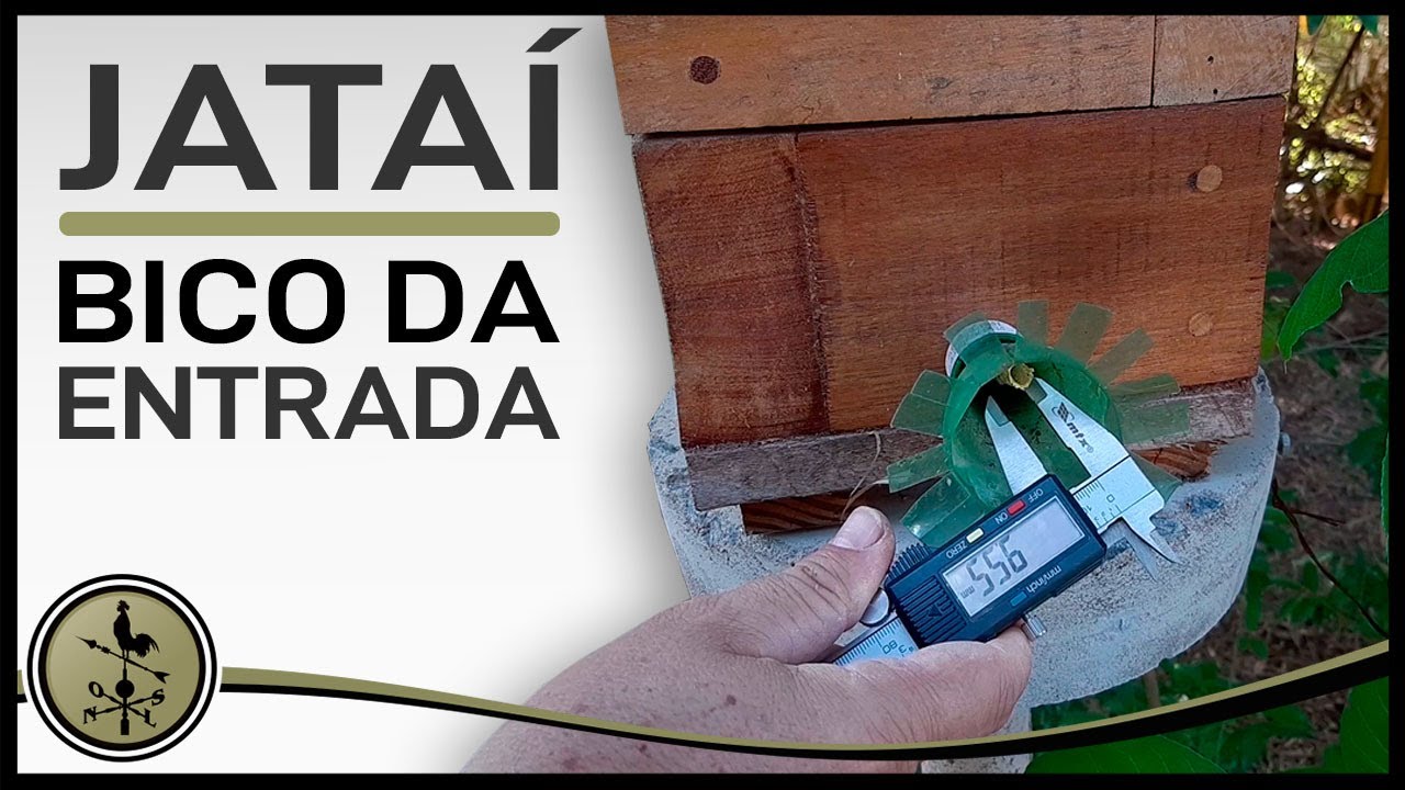 Tamanho do furo de entrada na caixa de abelha jataí.