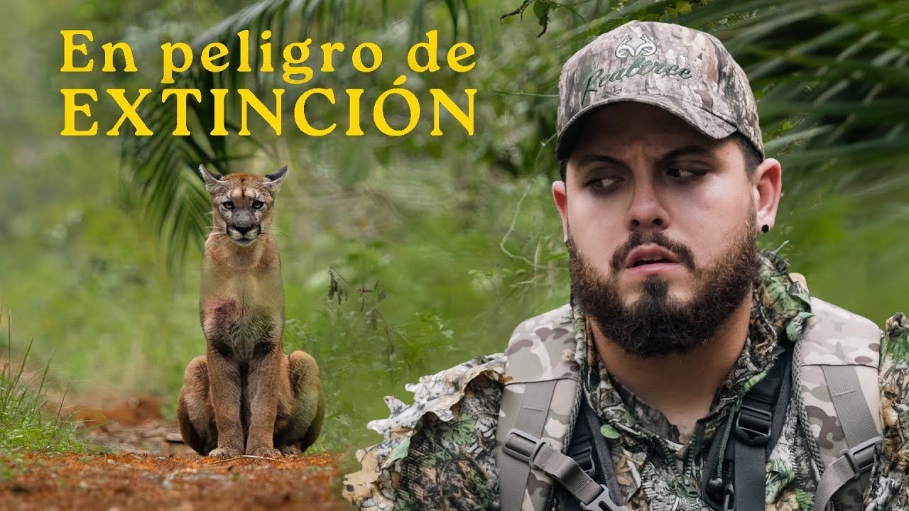 Documenté a una de las últimas Panteras de la Florida 🐾📸 ( Después de 4 años de espera )