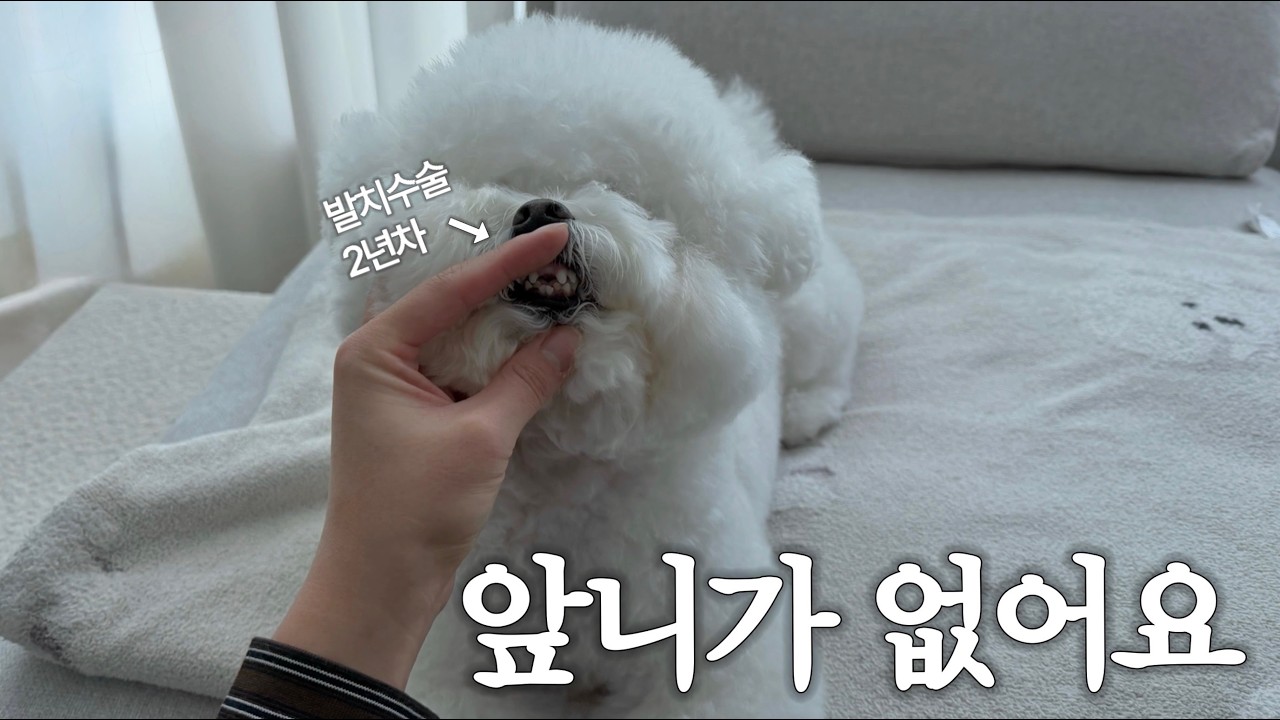 Почему у Mokhwa нет передних зубов (Без зубного камня) | Уход за зубами собаки