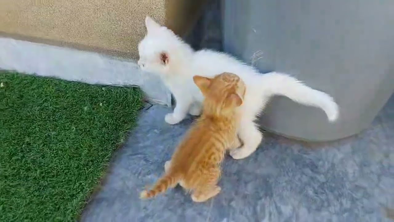 This Ginger Kitten Assuming These Babies Are His Siblings 😳🐾