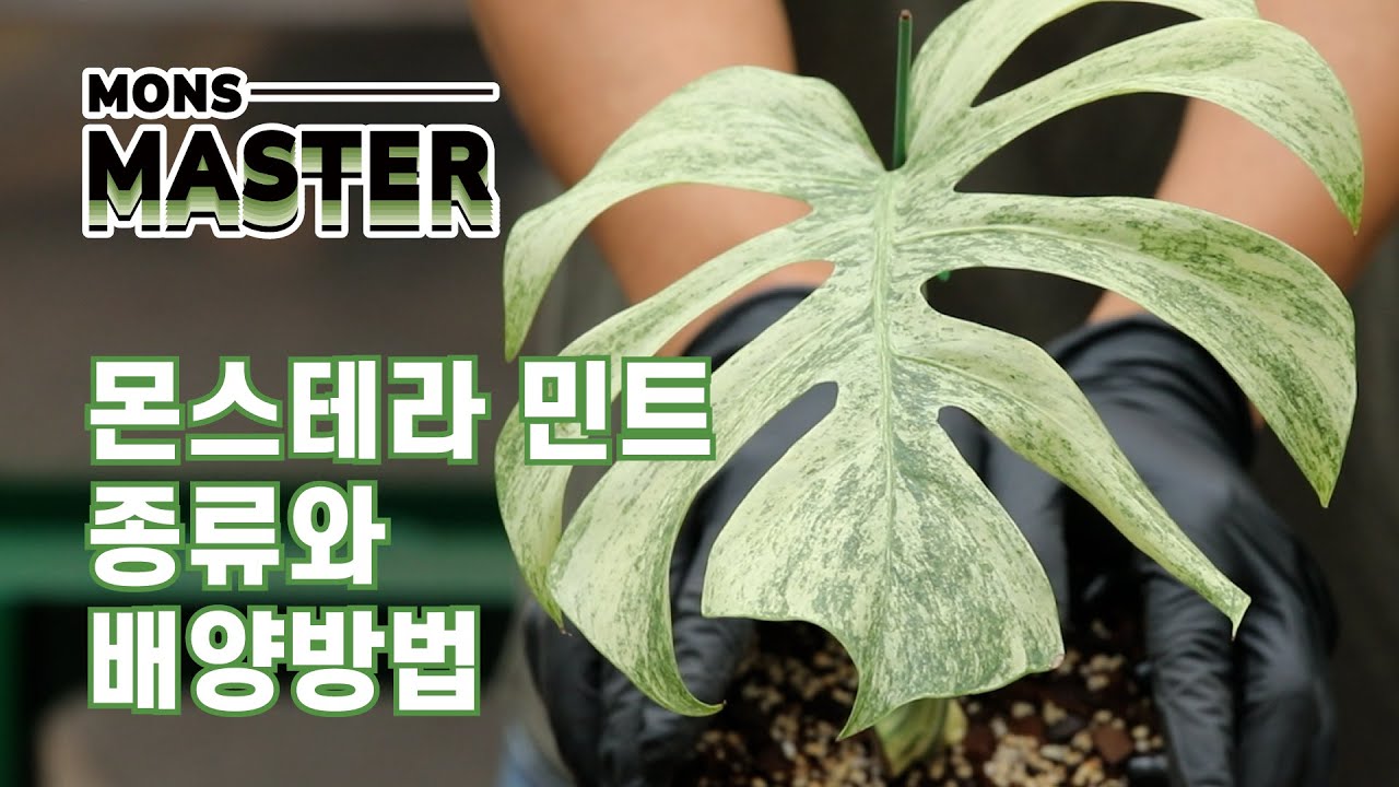 몬스테라 민트종 제대로 알기! 몬스테라 민트 종류와 배양방법