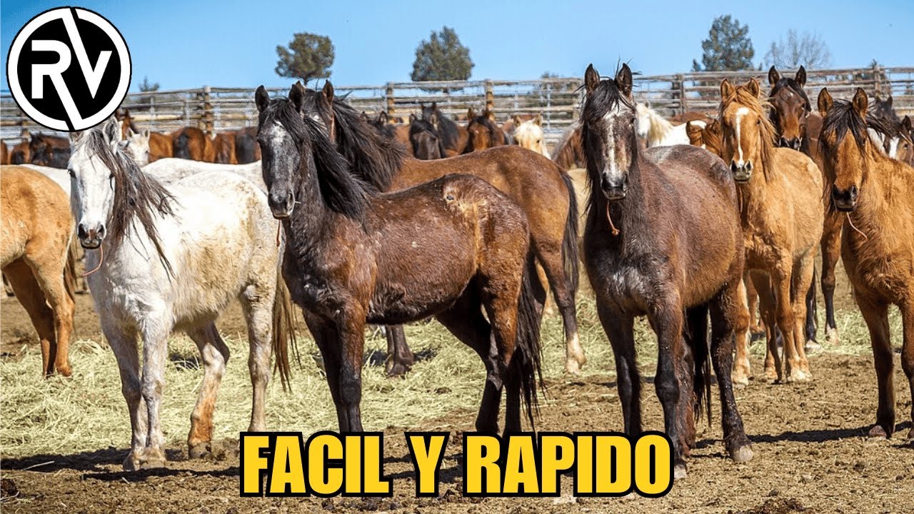 ¿Como Adoptar un Caballo Mustang Hoy?