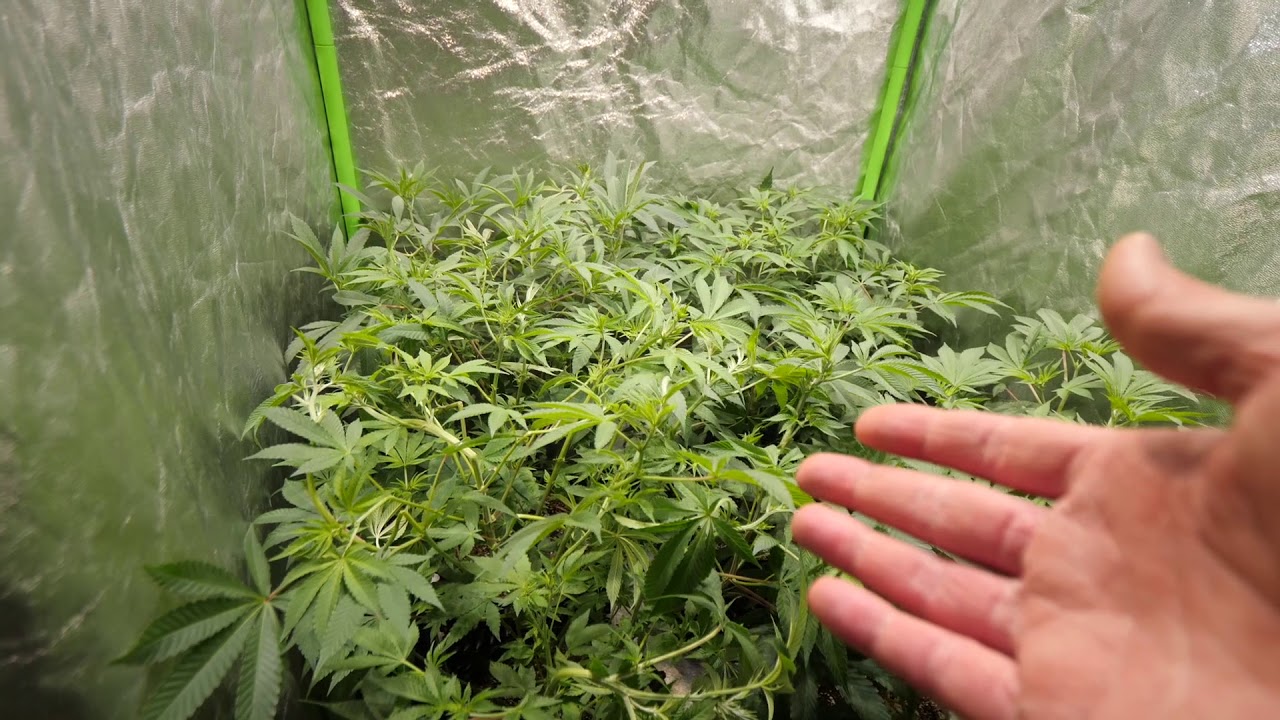 GROWING POUNDS WITH OPTIC LED - GARDEN UPDATE