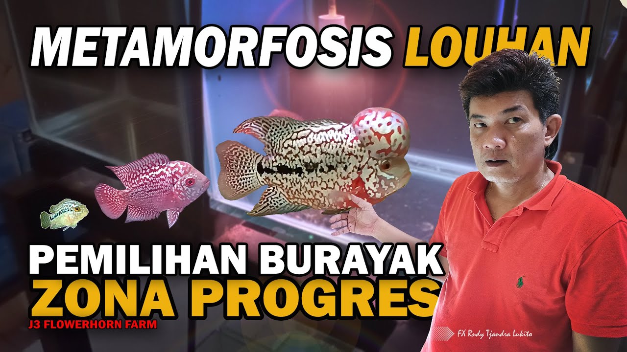 METAMORFOSIS IKAN LOUHAN, PEMILIHAN BURAYAK & ZONA PROGRES LOUHAN IKUT KONTES | J3 FLOWERHORN FARM