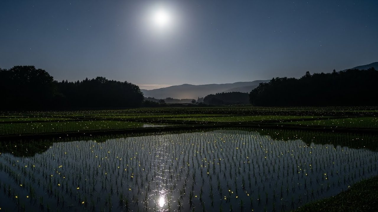 Chill Lofi Soft-Night Glow Drifting Above Peaceful Paddies Under Shimmering Stardust Skies