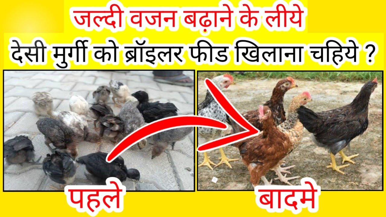 Kya Desi Murgi Ko Broiler Feed Khilana Sahi Hai ? Desi murgi palan || Desi murgi farm || Video - 366