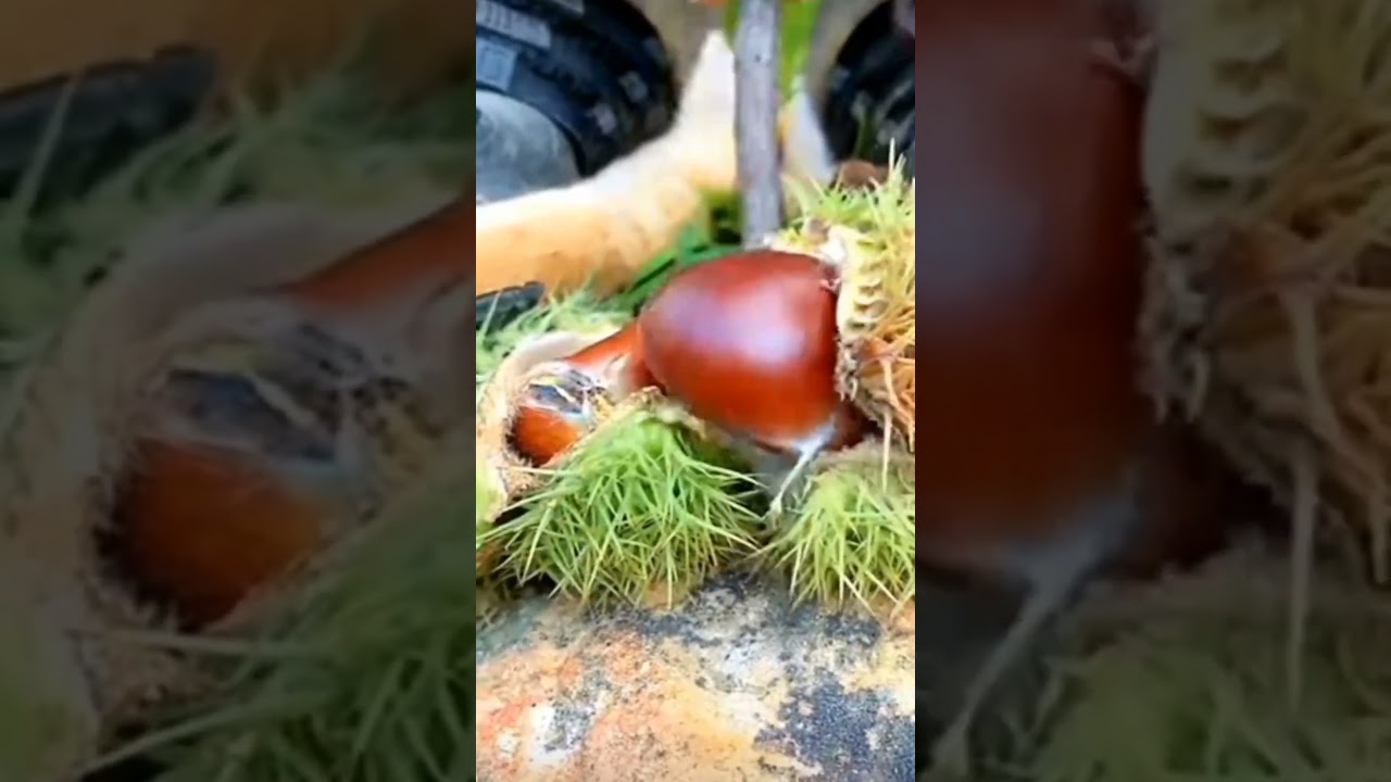 chest nuts&hellip;&hellip; #gardening #trending #viral #satisfying #youtubeshorts #garden #ytshorts