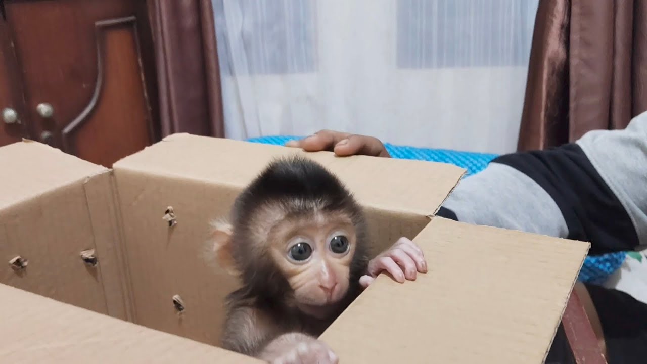 Adopting a poor baby monkey caged and abandoned in the animal market
