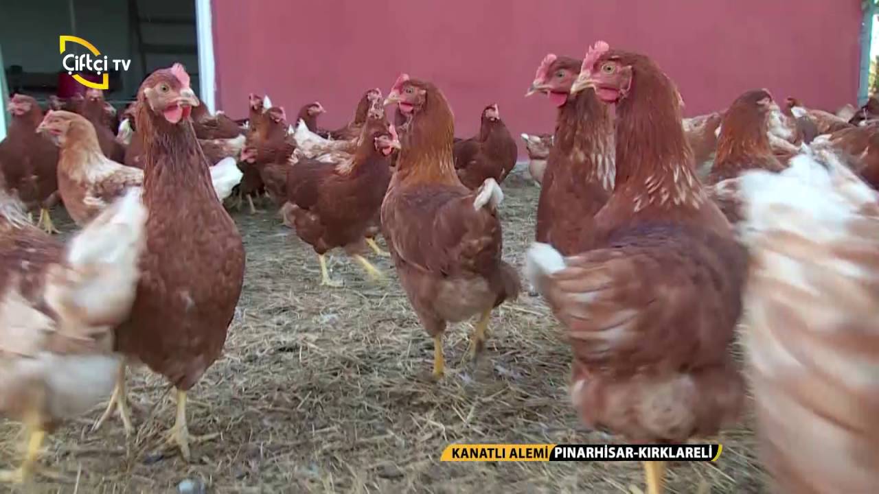 Kanatlı Alemi-Lohman Brown Tavuk Irkı