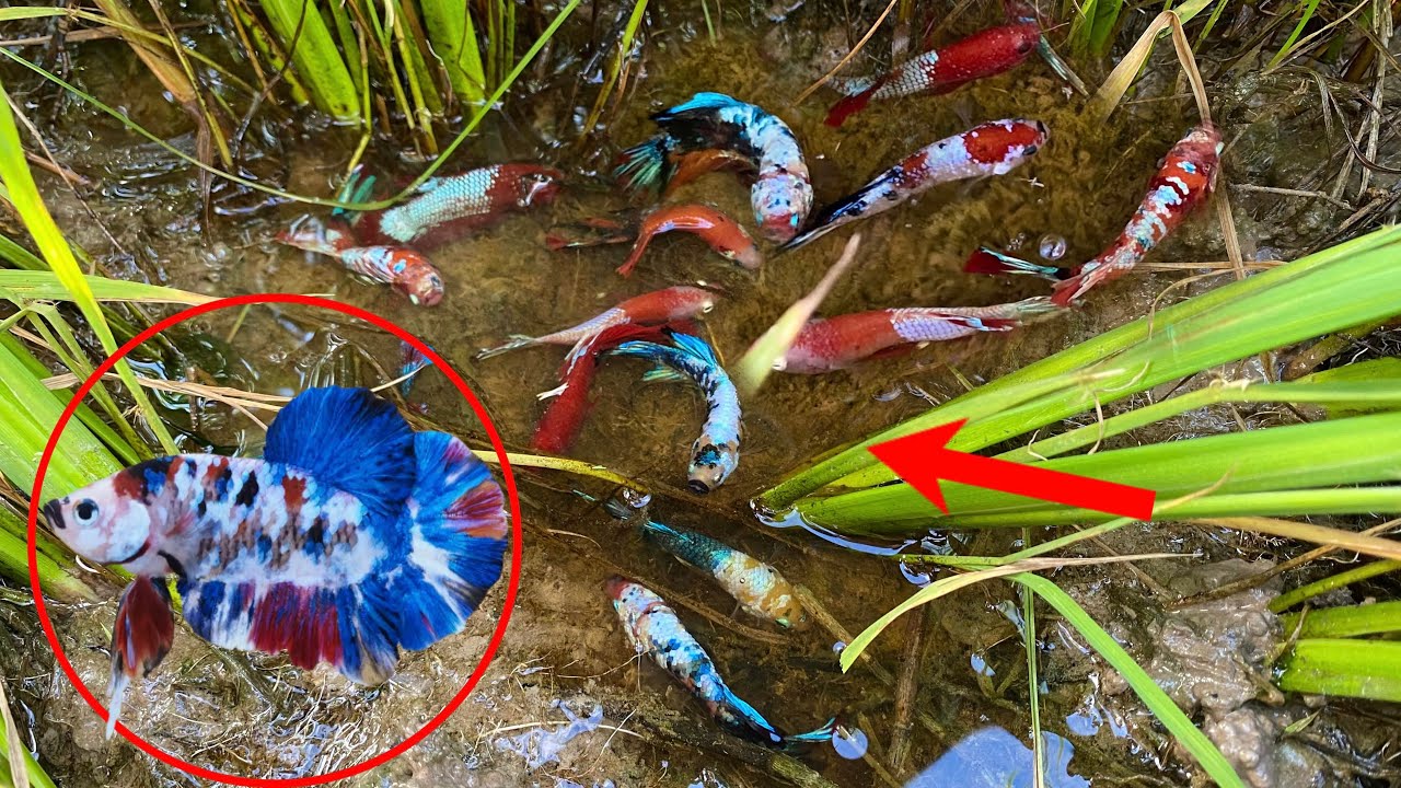 So Amazing Day We Found A Beautiful Betta Fish From Natural Betta Place