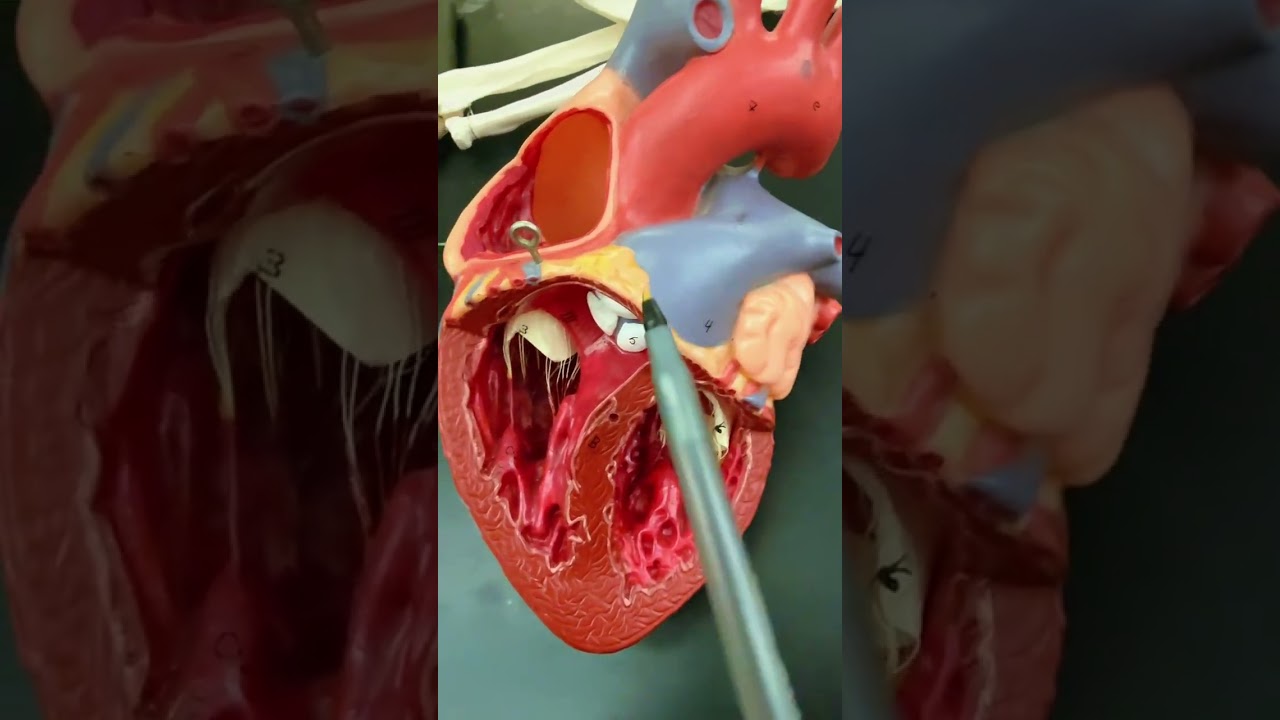 Parts of the heart