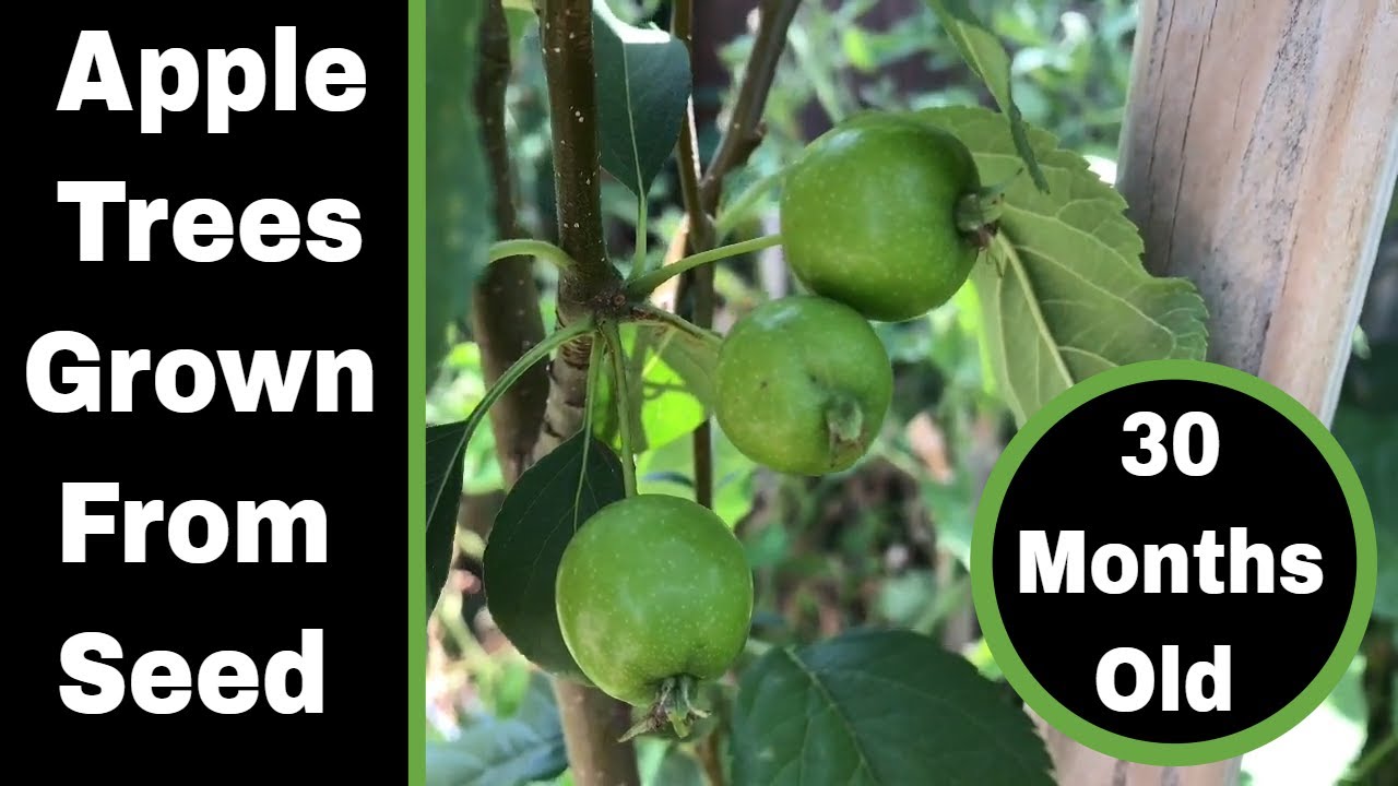 How to Grow Apple Trees From Seed, Now 30 Months Old!