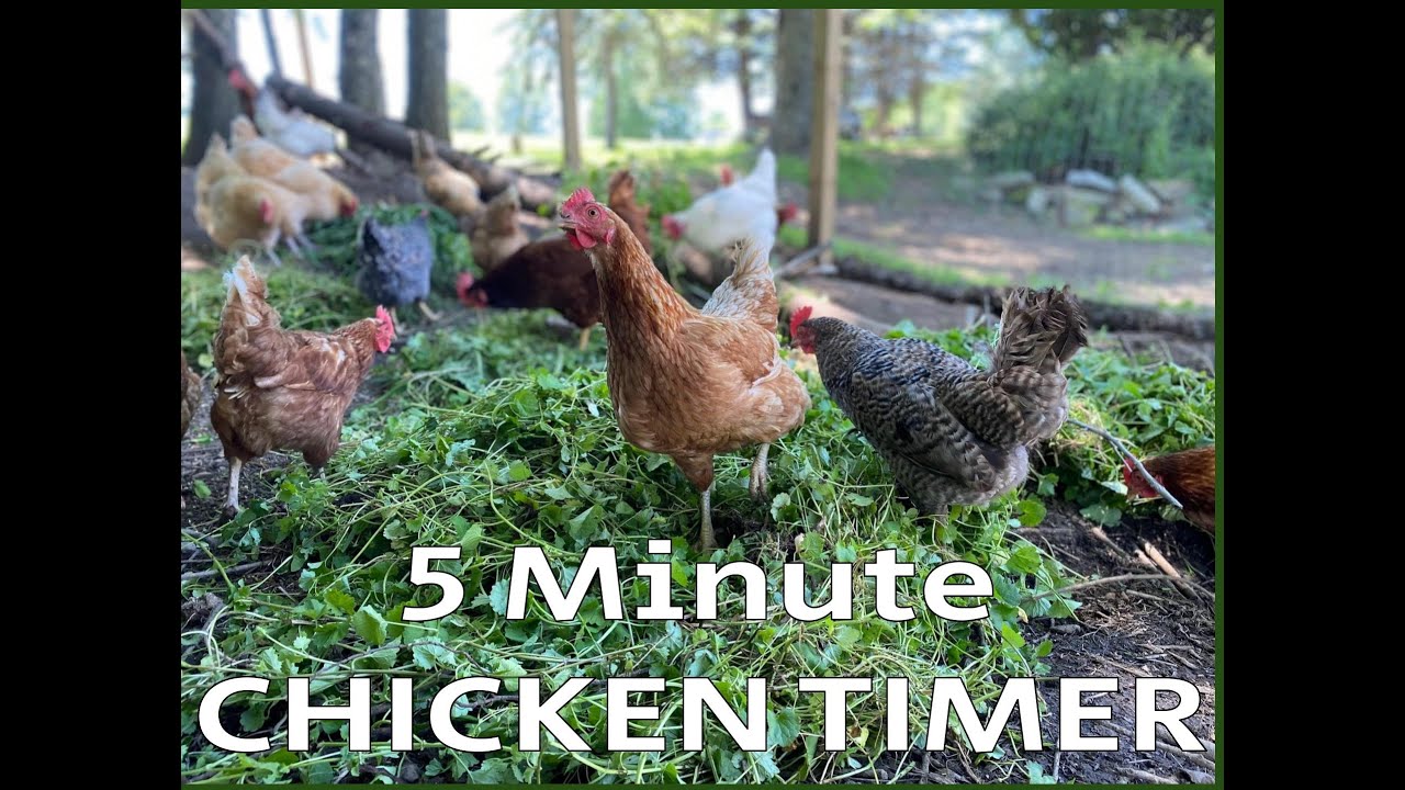 5 Minute Chicken Timer