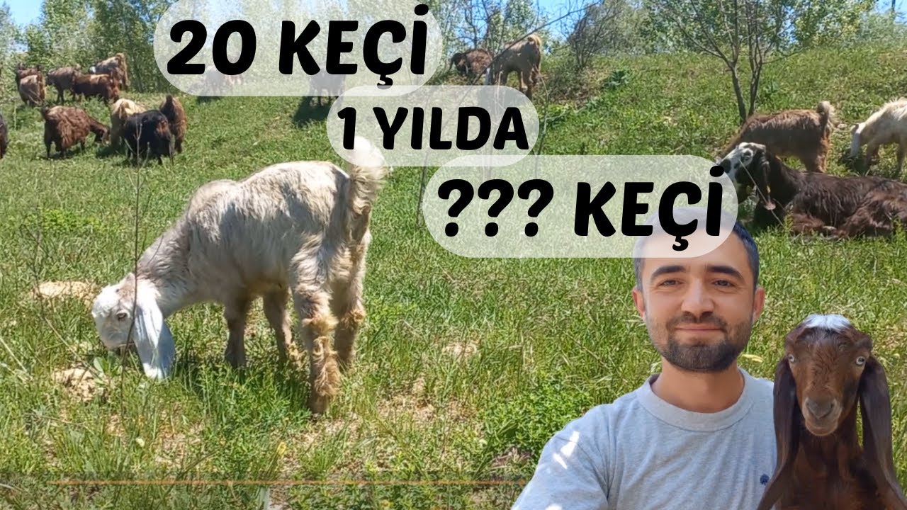 SÜT KEÇİSİ SÜRÜSÜNÜN ÇOĞALMA HIZI | Süt Keçileri Ne Kadar Doğurur ?