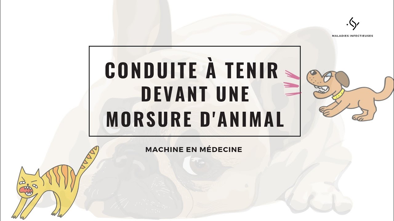 CAT devant une morsure d'animal. #conduite_à_tenir