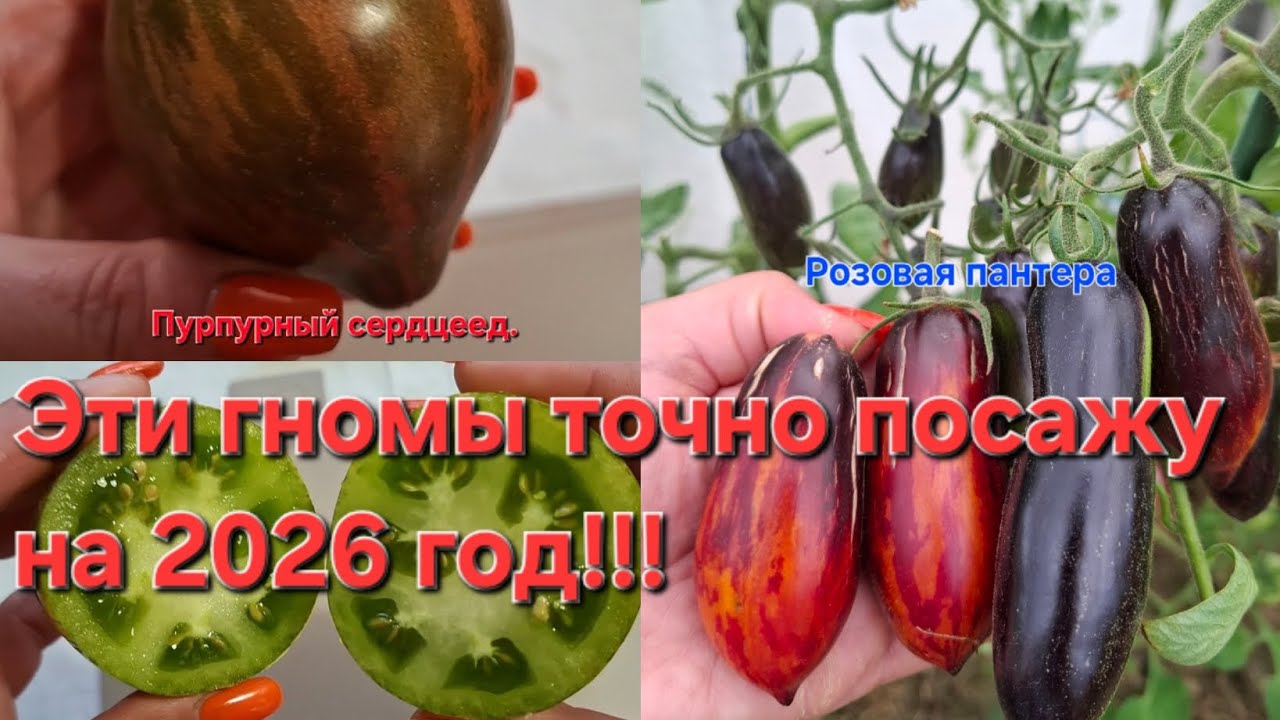 Гномы,которые точно посажу в 2026 год!!!