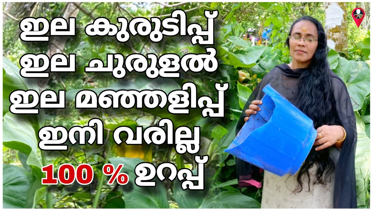 ഇല കുരുടിപ്പും മഞ്ഞളിപ്പും വരാതിരിക്കാൻ ഇത് മാത്രം മതി | mulak ila kurudippu thakkali ila kurudippu
