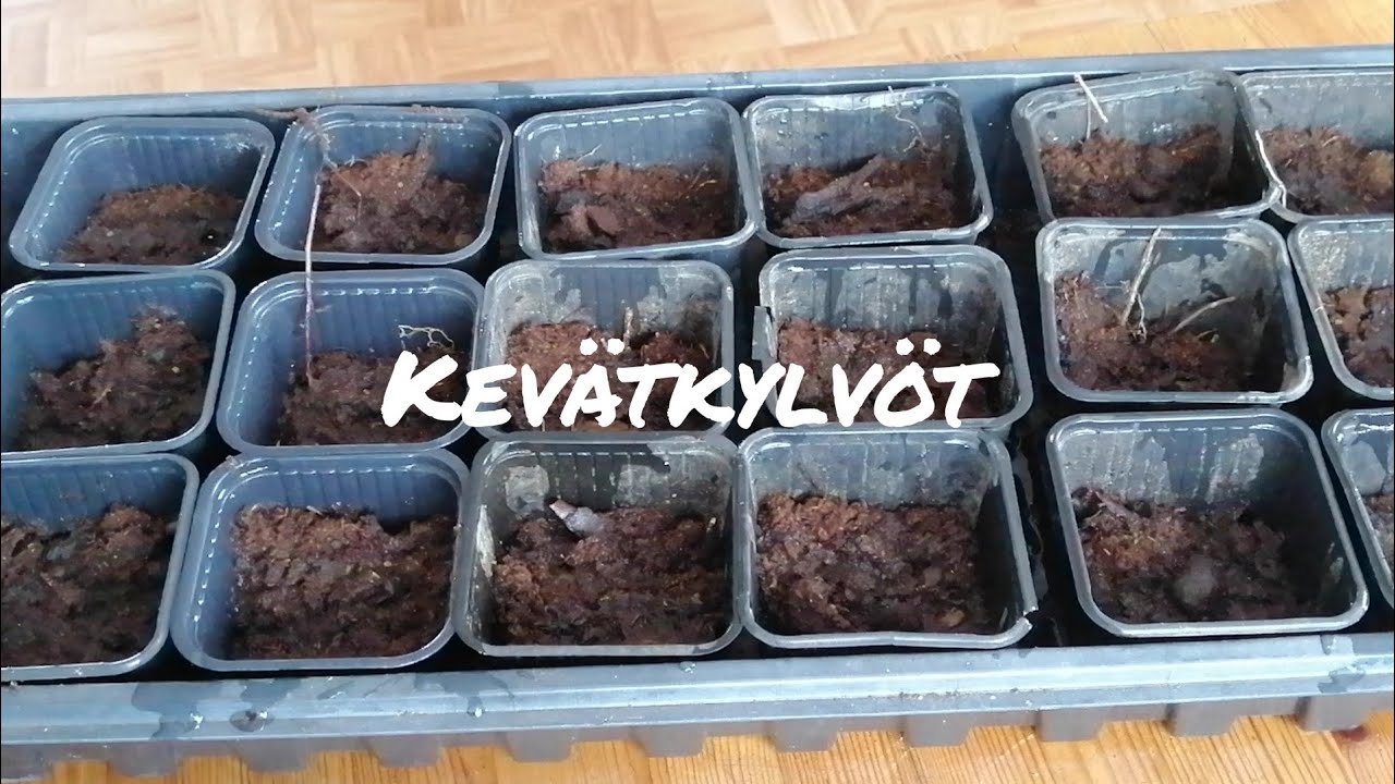 Perinnepihan Akan Puuhailuja: Kevätkylvöt