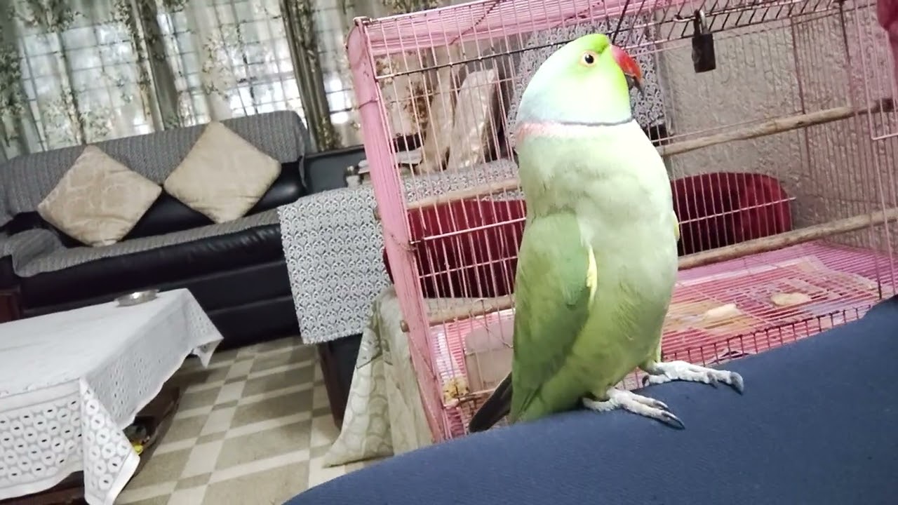 😱😱 dekho kaise baat kar raha h #parrot #viral #youtube 